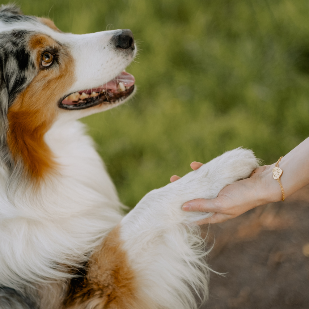 Gold bracelet with name engraving own dog Australian Shepherd